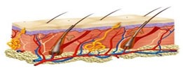 L'épiderme et le système pilaire